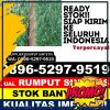 Penjual Rumput Imitasi Muara Payang.jpg