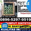 Penjual Rumput Plastik Delanggu.jpg