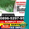 Distributor Rumput Imitasi Kapur Ix.jpg