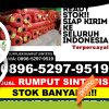 Penjual Rumput Imitasi Pahae Julu.jpg