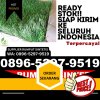 Distributor Rumput Imitasi Katingan Kuala.jpg