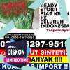 Agen Rumput Plastik Kartasura.jpg