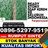 Distributor Rumput Imitasi Kota Sawah Lunto.jpg