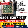 Grosir Rumput Imitasi Blega.jpg