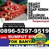 Grosir Rumput Sintetis Sebangki.jpg