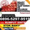 Jual Rumput Imitasi Susoh.jpg