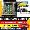 Distributor Rumput Plastik Banjarharjo.jpg