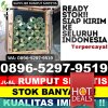 Distributor Rumput Plastik Batee.jpg