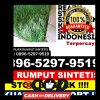 Grosir Rumput Imitasi Gajah.jpg