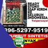 Distributor Rumput Plastik Batur.jpg