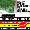 Penjual Rumput Plastik Kandeman.jpg