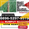 Distributor Rumput Imitasi Munte.jpg