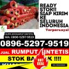 Distributor Rumput Imitasi Ngraho.jpg