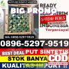 Gudang Rumput Sintetis Cimarga.jpg