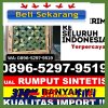 Jual Rumput Sintetis Anak Tuha.jpg