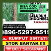 Penjual Rumput Plastik Kikim Selatan.jpg