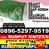 Gudang Rumput Sintetis Dolok.jpg