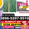 Penjual Rumput Plastik Kragilan.jpg