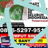 Distributor Rumput Plastik Dusun Utara.jpg