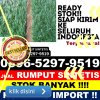 Penjual Rumput Plastik Langsa Timur.jpg