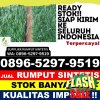 Pusat Rumput Imitasi Limun.jpg