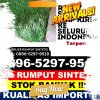 Pusat Rumput Plastik Kabupaten Banyu Asin.jpg