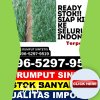 Penjual Rumput Plastik Medan Baru.jpg