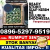 Grosir Rumput Plastik Datuk Bandar Timur.jpg