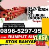 Distributor Rumput Imitasi Sei Lepan.jpg