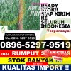 Grosir Rumput Imitasi Kumpeh Ulu.jpg