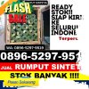 Penjual Rumput Palsu Bengkayang.jpg