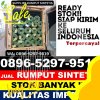 Gudang Rumput Imitasi Cibungbulang.jpg