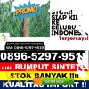 Pusat Rumput Plastik Lotu.jpg