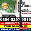 Jual Rumput Palsu Harian.jpg