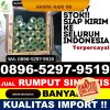 Penjual Rumput Palsu Ciracap.jpg