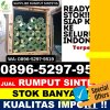 Penjual Rumput Palsu Darul Imarah.jpg