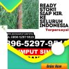 Pusat Rumput Plastik Mekar Sari.jpg