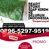 Grosir Rumput Plastik Katingan Tengah.jpg