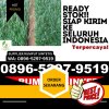 Grosir Rumput Imitasi Muara Jaya.jpg