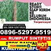 Jual Rumput Sintetis Kemusu.jpg