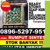 Agen Rumput Sintetis 2 X 11 Enam Lingkung.jpg