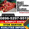 Grosir Rumput Imitasi Pamulang.jpg