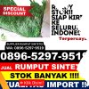 Gudang Rumput Imitasi Kabupaten Halmahera Tengah.jpg