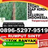 Jual Rumput Palsu Ketapang.jpg