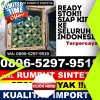 Distributor Rumput Palsu Batang Kuis.jpg