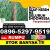 Agen Rumput Palsu Muara Muntai.jpg