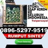 Agen Rumput Sintetis Batang Kapas.jpg