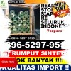 Distributor Rumput Palsu Bilah Hilir.jpg