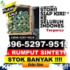 Distributor Rumput Palsu Bone Bone.jpg