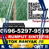 Jual Rumput Sintetis Mare.jpg